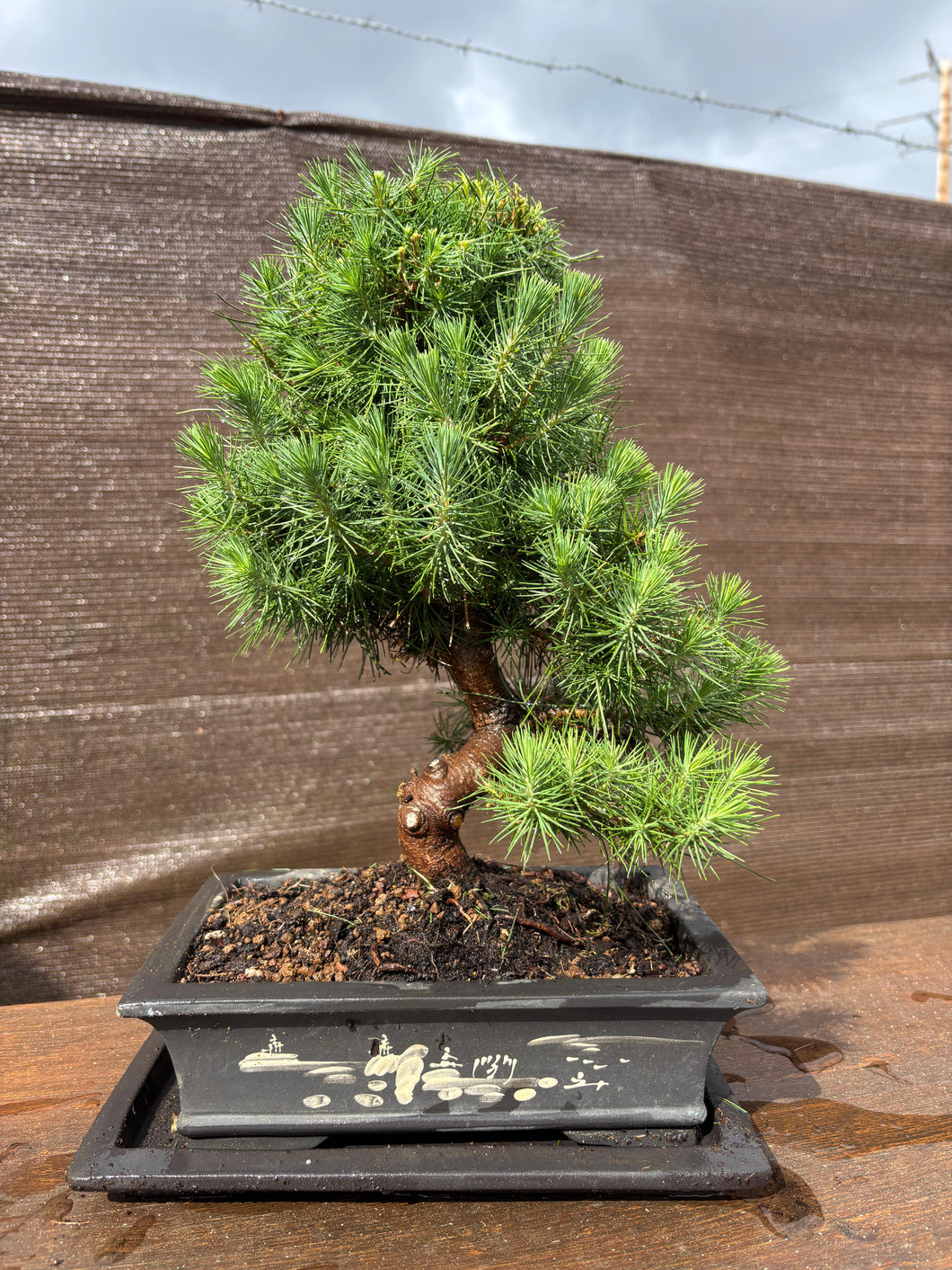 Pinus Halepensis 12 años maceta Yixing