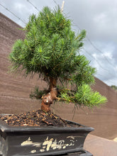 Cargar imagen en el visor de la galería, Pinus Halepensis 12 años maceta Yixing
