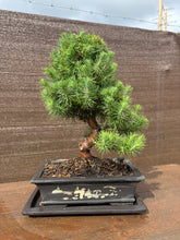 Cargar imagen en el visor de la galería, Pinus Halepensis 12 años maceta Yixing
