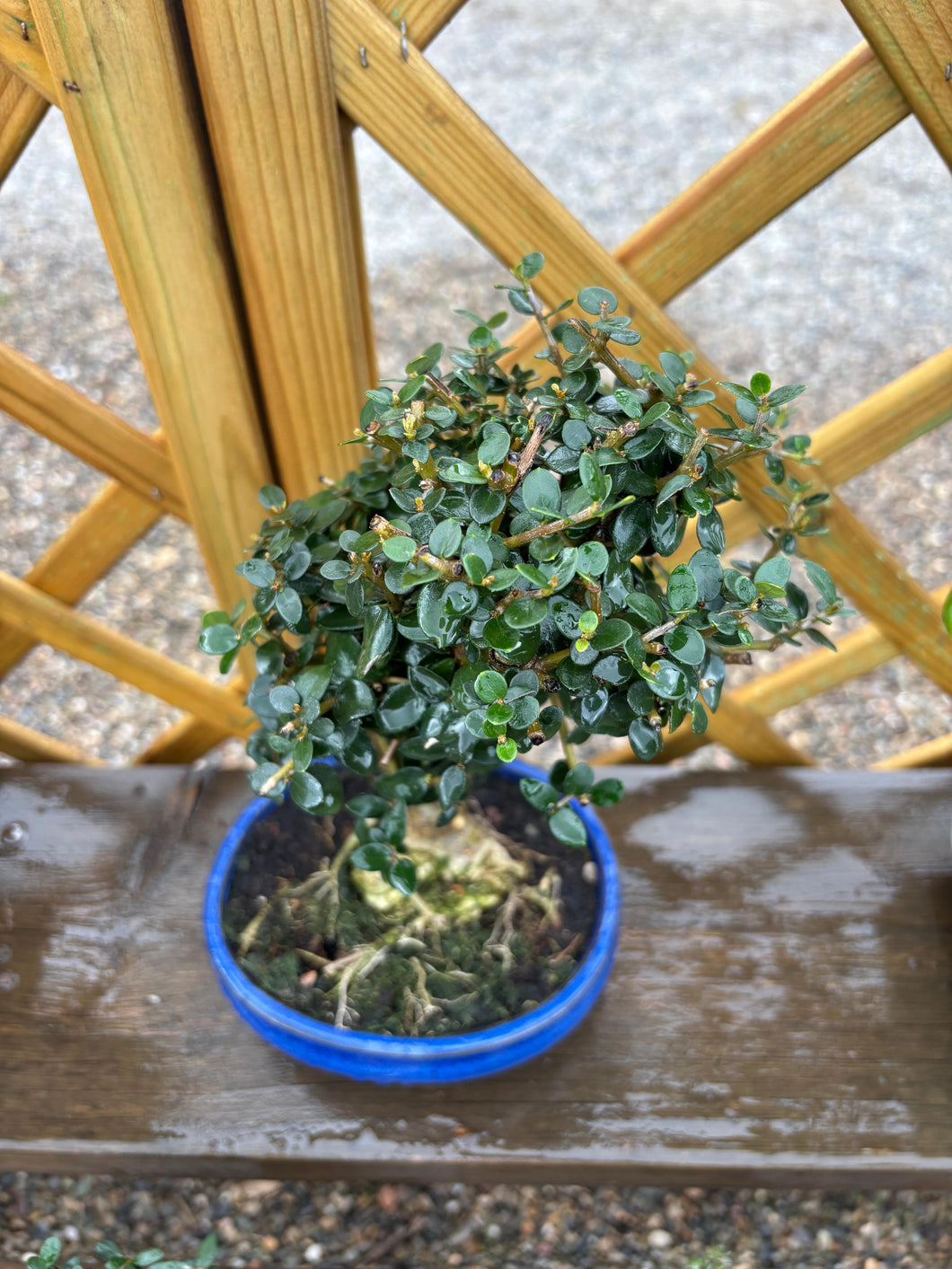 Bonsái Olea Europaea Sylvestris 10 años