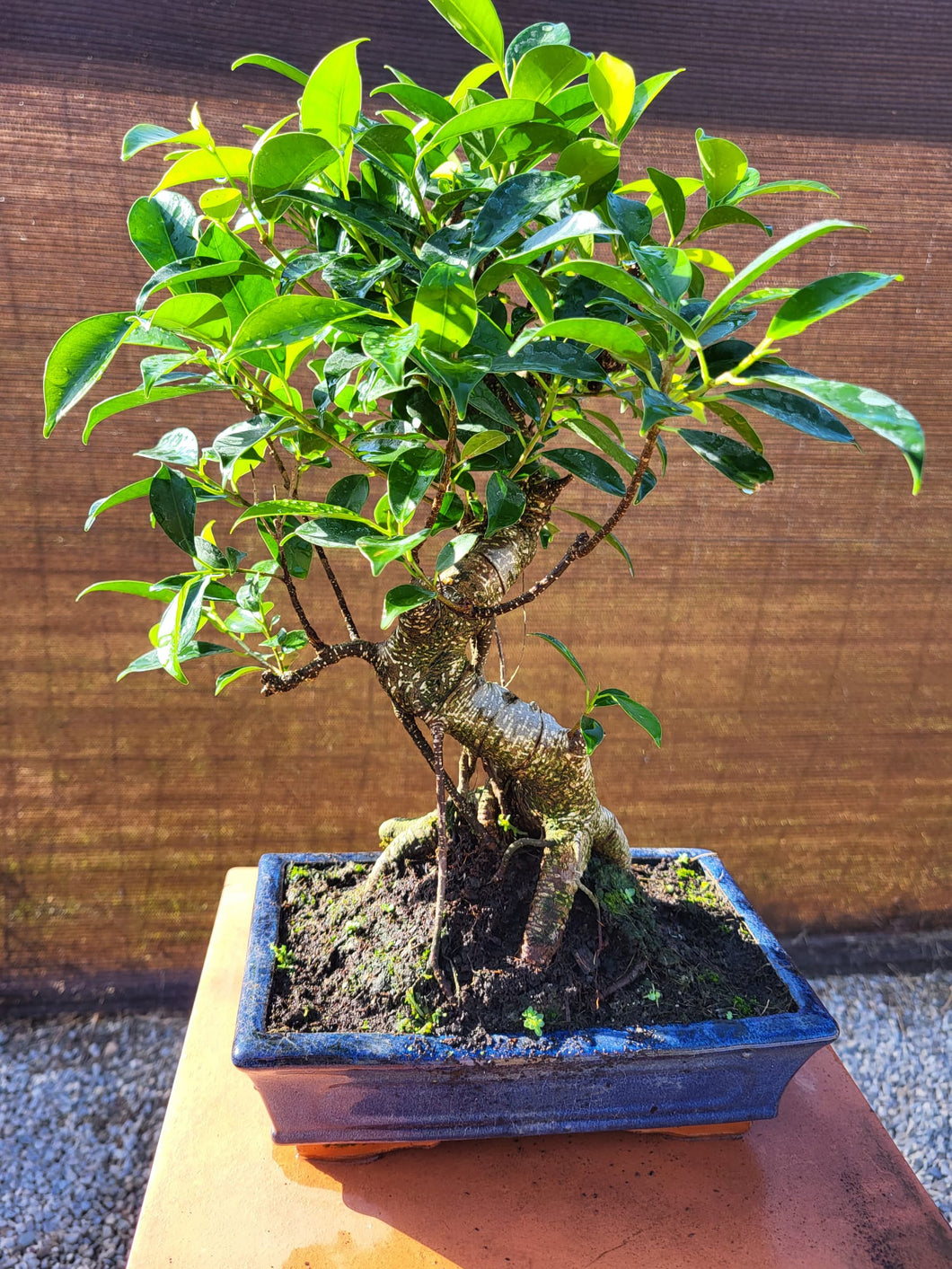 Ficus 10 años