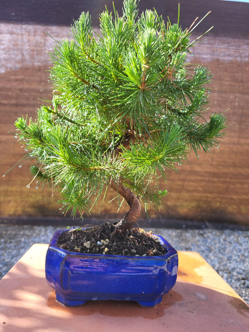 Pinus halepensis 9 años