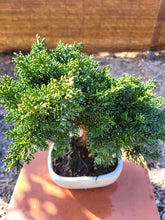 Cargar imagen en el visor de la galería, Juniperus chinensis 10 años
