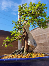 Cargar imagen en el visor de la galería, Olmo zelkova tanuki
