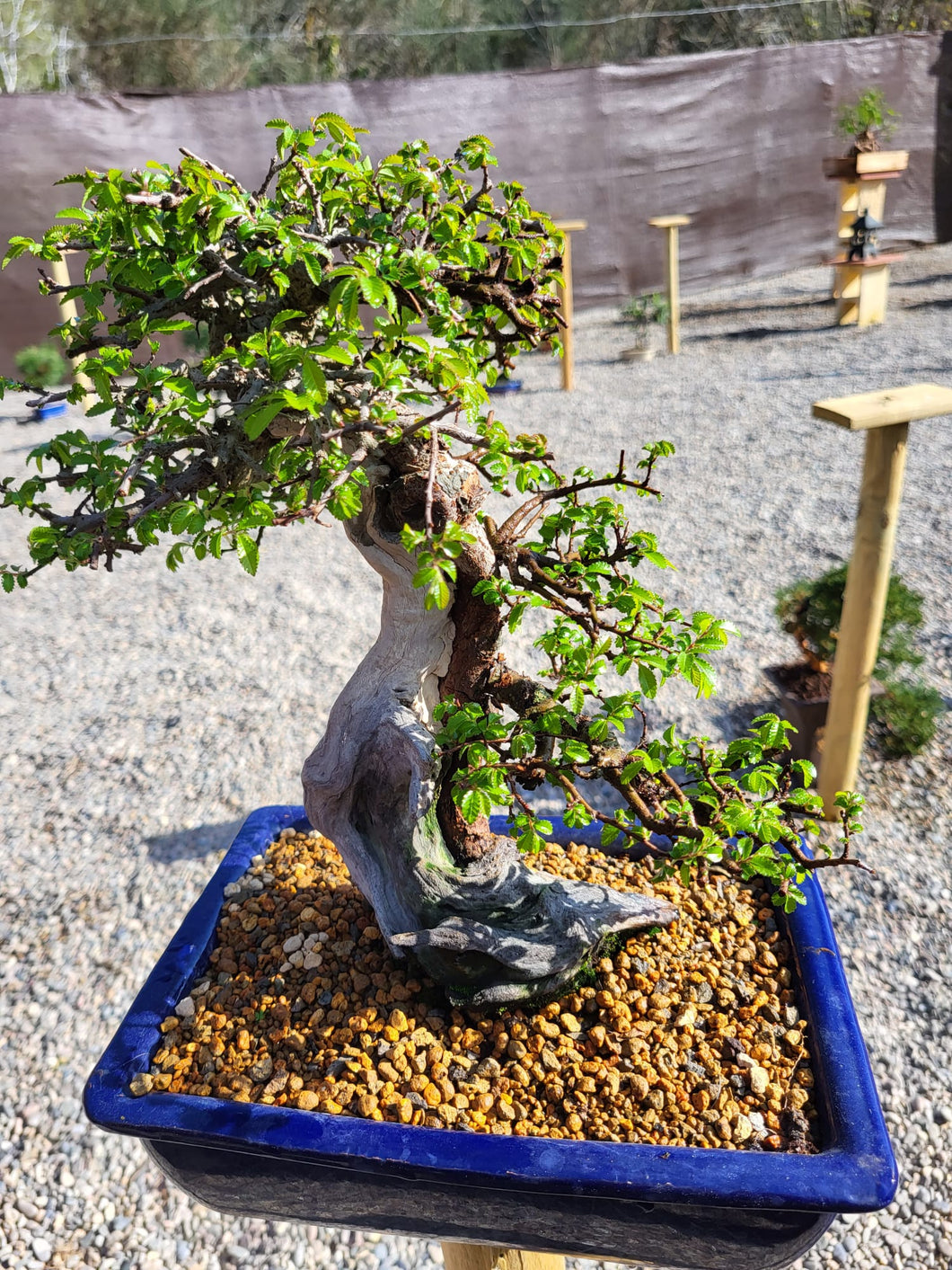 Olmo zelkova tanuki