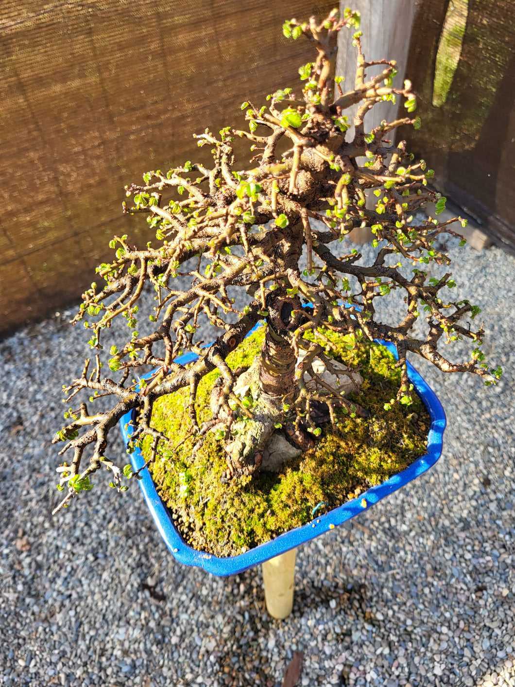 Olmo - zelkova parvifolia 15 años