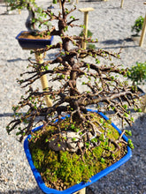 Cargar imagen en el visor de la galería, Olmo - zelkova parvifolia 15 años
