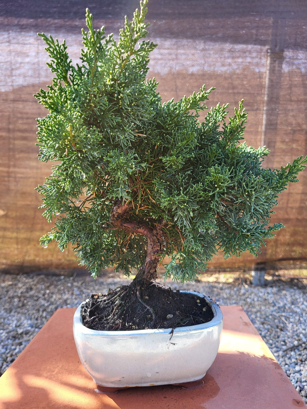 Juniperus chinensis 10 años