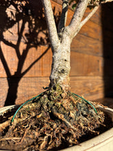 Cargar imagen en el visor de la galería, Bonsái Olea Europaea Sylvestris (ACEBUCHE)
