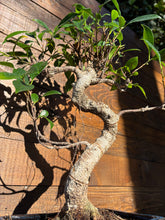 Cargar imagen en el visor de la galería, Bonsái Ficus Retusa 10 años
