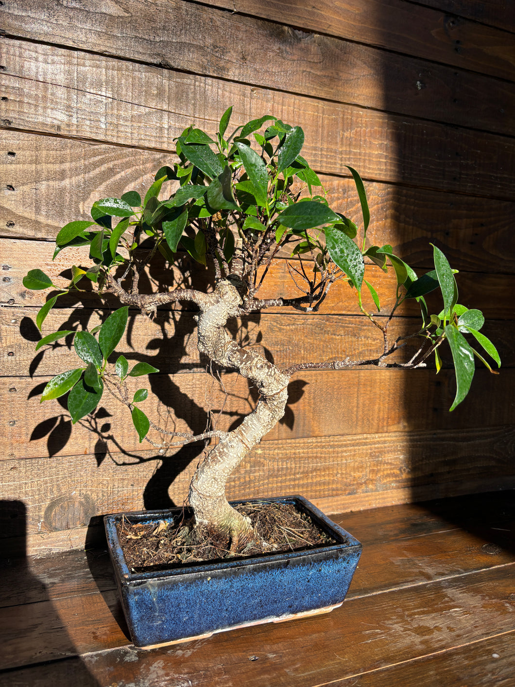 Bonsái Ficus Retusa 10 años