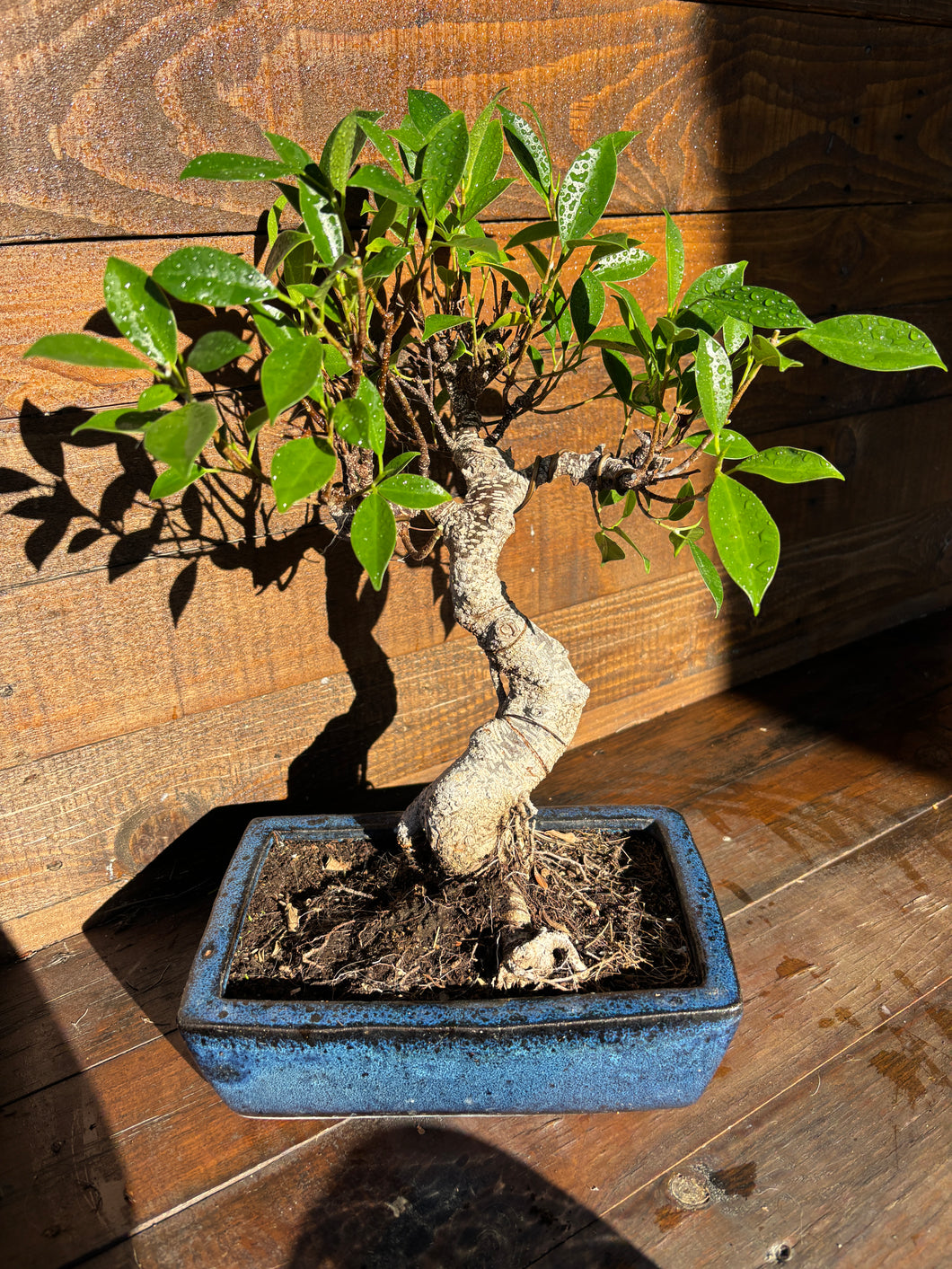 Bonsái Ficus Retusa 10 años