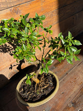 Cargar imagen en el visor de la galería, Bonsái Citrus Myrtifolia (Naranjo moruno) 10 años
