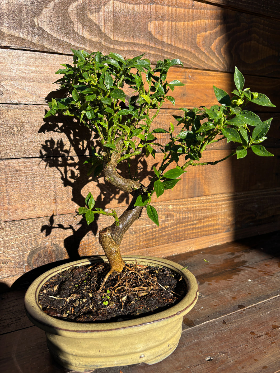 Bonsái Citrus Myrtifolia (Naranjo moruno) 10 años