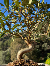 Cargar imagen en el visor de la galería, Bonsai Olea Europaea 10 años (Olivo)
