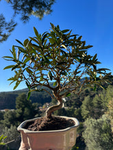 Cargar imagen en el visor de la galería, Bonsai Olea Europaea 10 años (Olivo)
