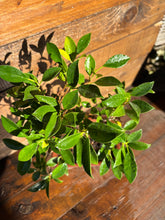 Cargar imagen en el visor de la galería, Bonsái Ficus Retusa
