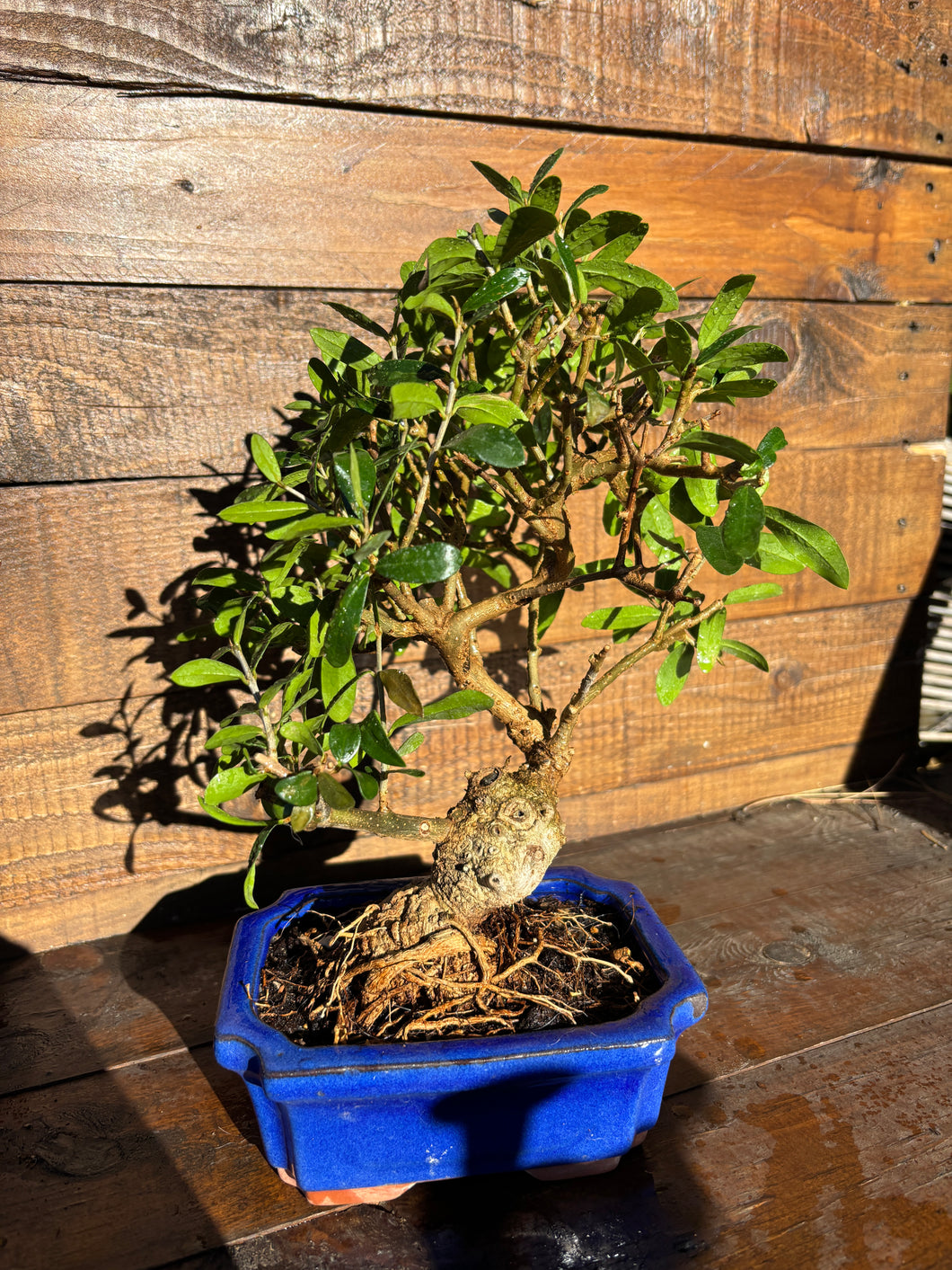 Bonsái Olea Europaea Sylvestris 8 años