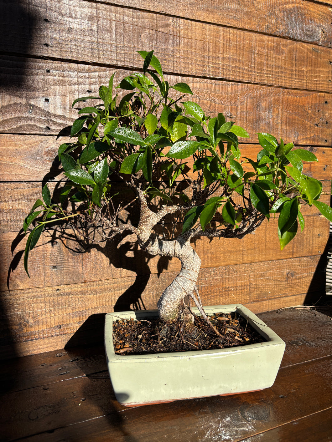 Bonsái Ficus Retusa 10 años