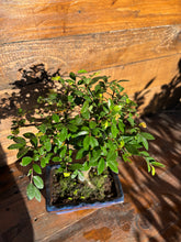 Cargar imagen en el visor de la galería, Bonsái Zelkova 6 años (Olmo Chino)
