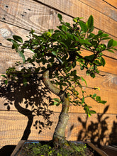 Cargar imagen en el visor de la galería, Bonsái Zelkova 6 años (Olmo Chino)
