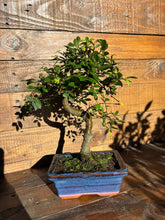 Cargar imagen en el visor de la galería, Bonsái Zelkova 6 años (Olmo Chino)
